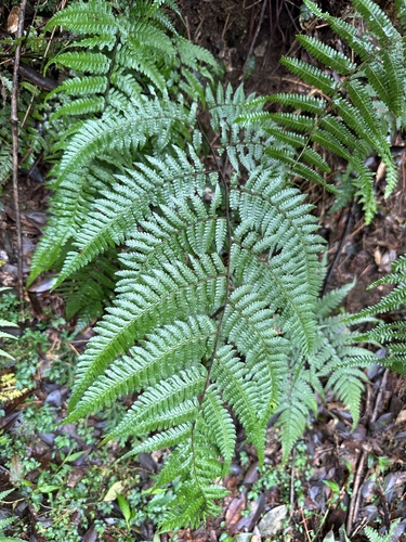 Cyathea hancockii iNat (1)