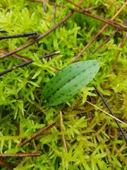 Neotinea maculata