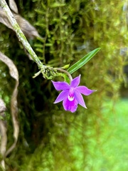 Dimerandra emarginata