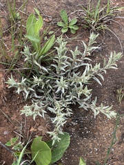 Helichrysum truncatum