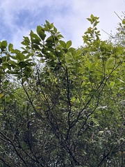 Ficus erecta beecheyana