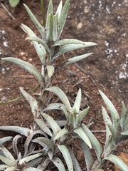Helichrysum truncatum