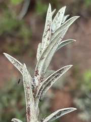 Helichrysum truncatum