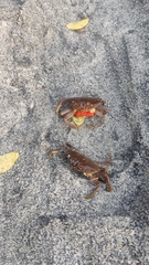 Decapoda