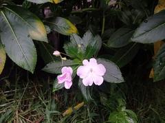 Impatiens sodenii