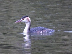 Podiceps cristatus