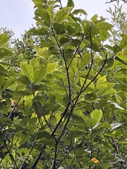 Ficus erecta beecheyana