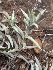 Helichrysum truncatum
