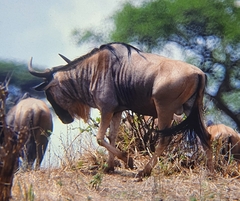 Connochaetes taurinus albojubatus