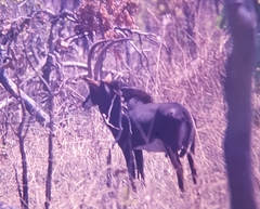 Hippotragus niger