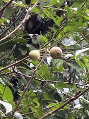Ficus erecta beecheyana