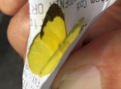 Eurema ada iona