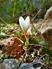 Crocus laevigatus