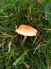 Cuphophyllus pratensis