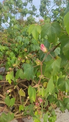 Hibiscus mutabilis