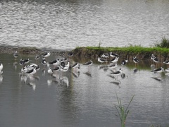 Himantopus himantopus