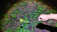 Trimeresurus albolabris