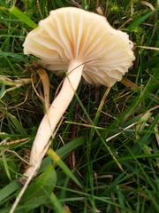 Cuphophyllus pratensis