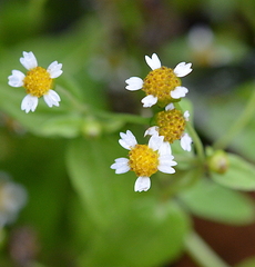 Galinsoga parviflora