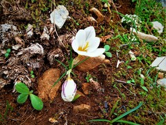 Crocus laevigatus