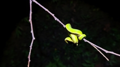 Trimeresurus albolabris