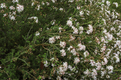 Calytrix tetragona