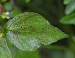Galinsoga parviflora