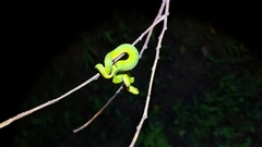 Trimeresurus albolabris