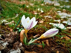 Crocus laevigatus