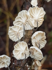 Marasmiellus candidus