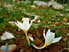 Crocus laevigatus