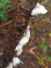 Marasmiellus candidus