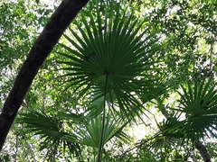 Thrinax radiata
