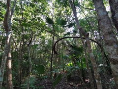Thrinax radiata