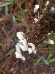 Marasmiellus candidus