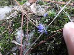 Jasione