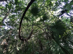 Thrinax radiata