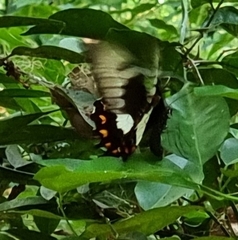 Papilio aegeus
