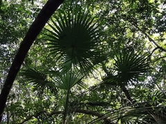 Thrinax radiata