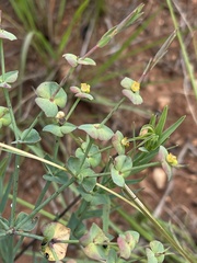 Euphorbia striata
