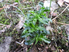 Jasione