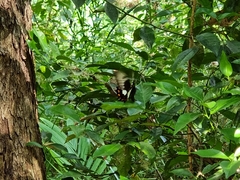 Papilio aegeus