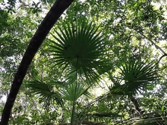 Thrinax radiata