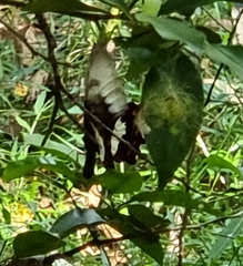 Papilio aegeus