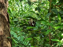 Papilio aegeus