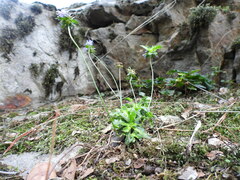 Jasione