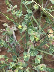 Euphorbia striata