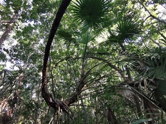 Thrinax radiata