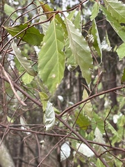 Elaeagnus umbellata
