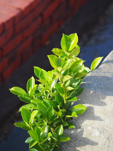 Ficus microcarpa